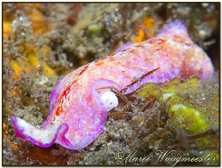 Polyclad flatworm found in Tulamben. Cannot track down an... by Marco Waagmeester 